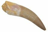 Fossil Plesiosaur (Zarafasaura) Tooth - Morocco #215822-1